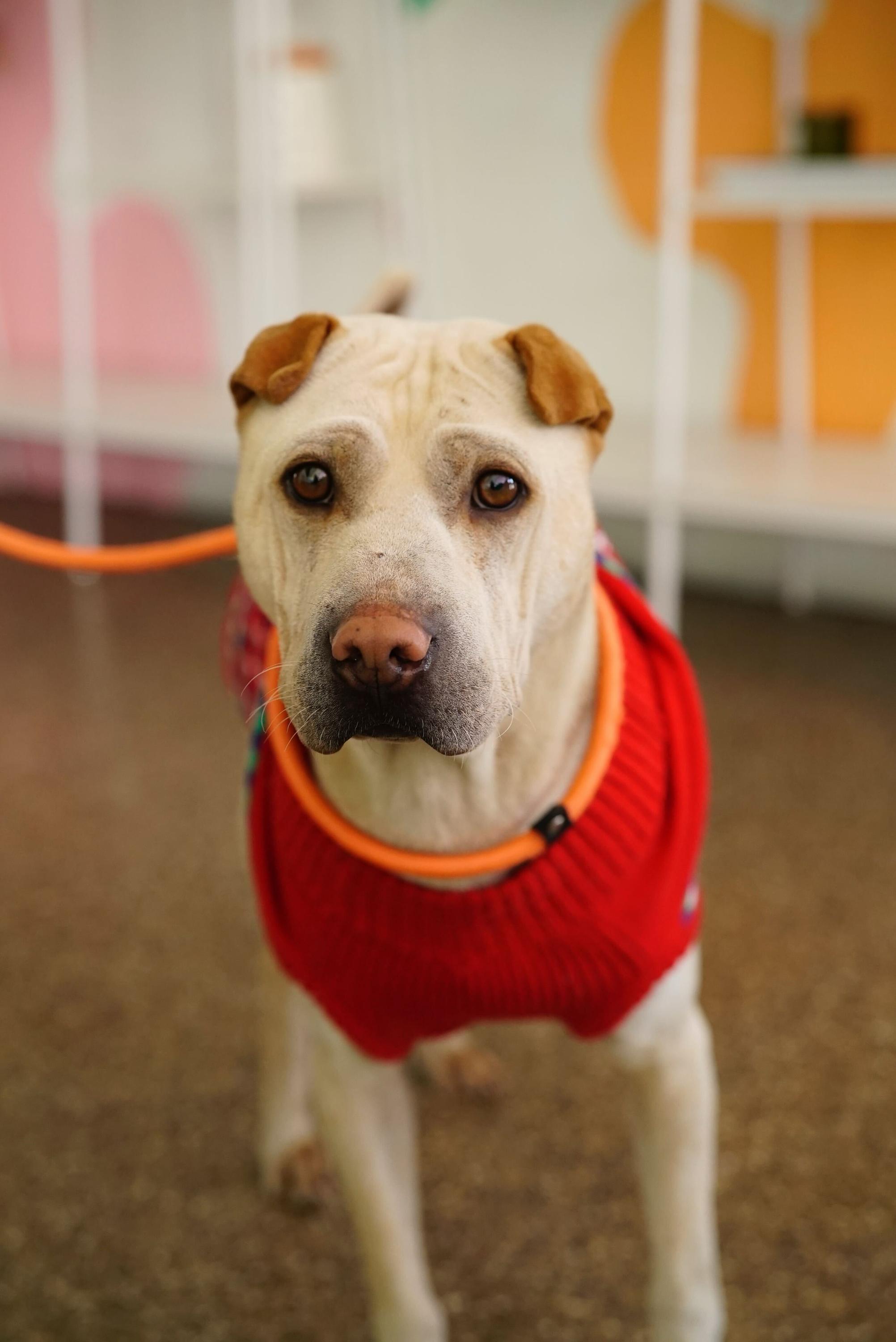 Enlarge Drew, a Adoptable mixed breed in Pasadena, CA image 4/5