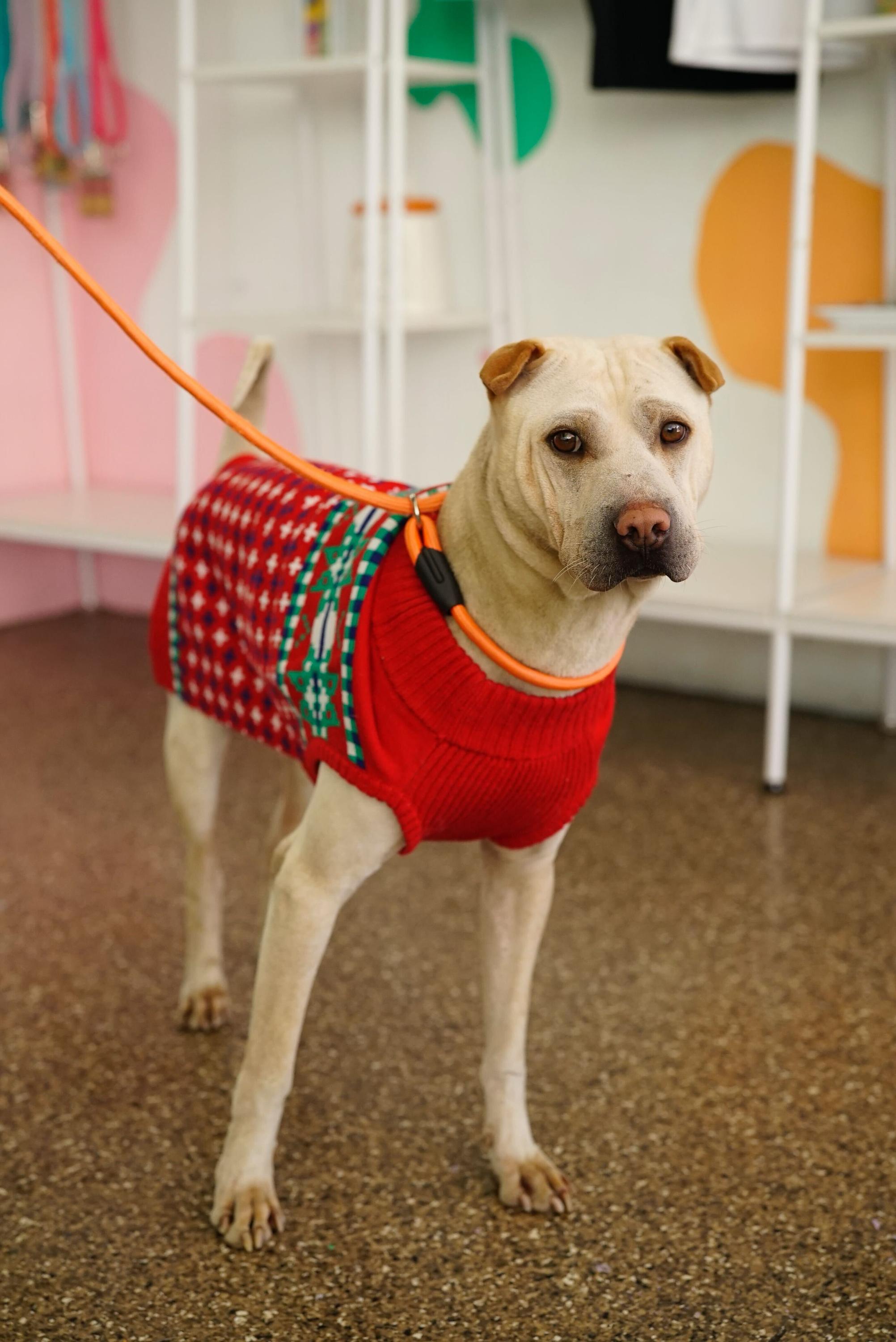 Enlarge Drew, a Adoptable mixed breed in Pasadena, CA image 3/5