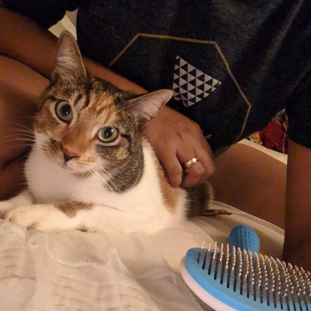 Nala, Adoptable, Adult Female American Shorthair.
