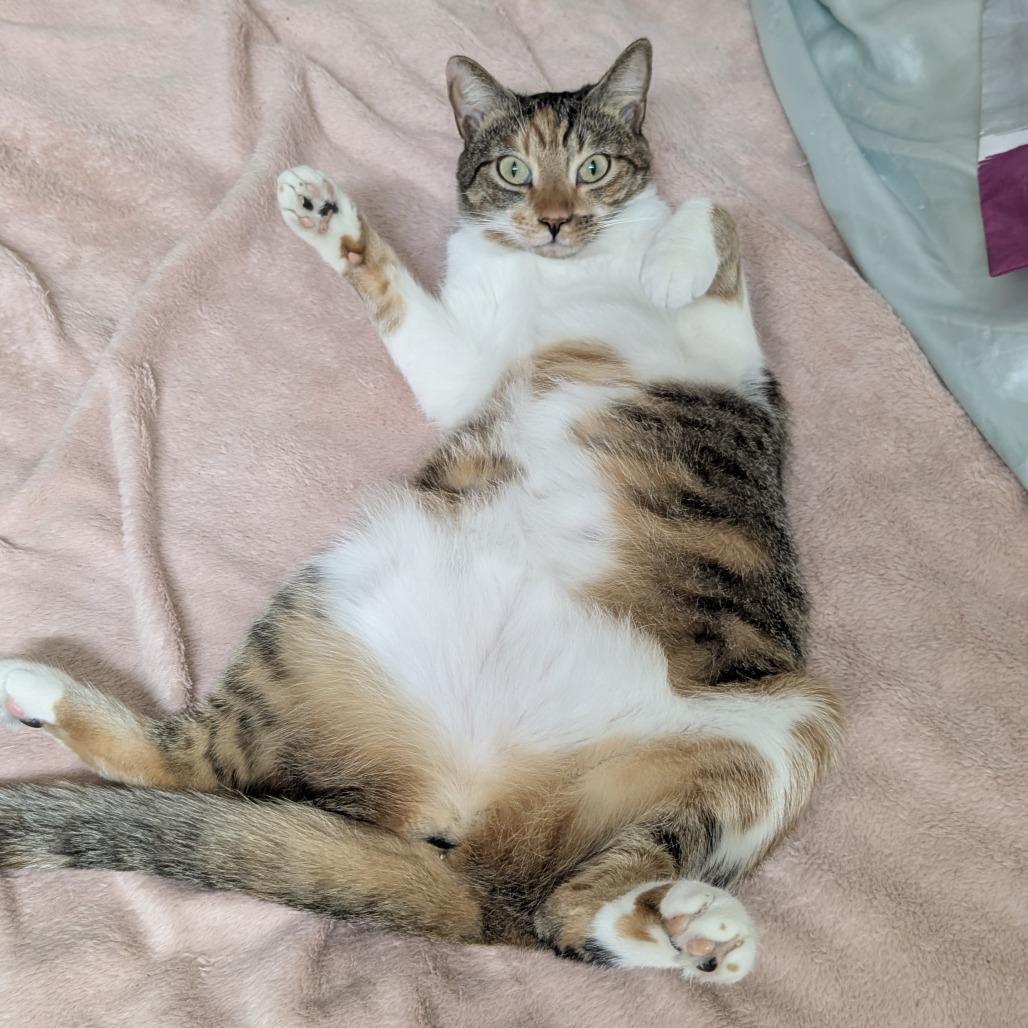 Enlarge Nala, a Adoptable American Shorthair in Wahiawa, HI image 2/2