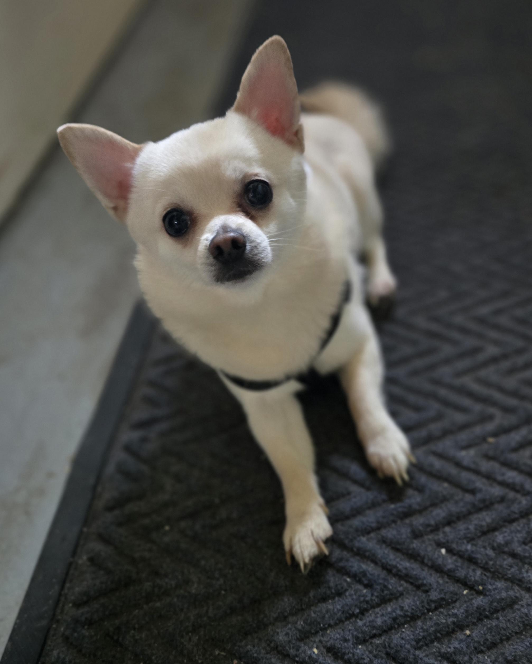 Bear, adopted, Adult Male Chihuahua & Pomeranian.