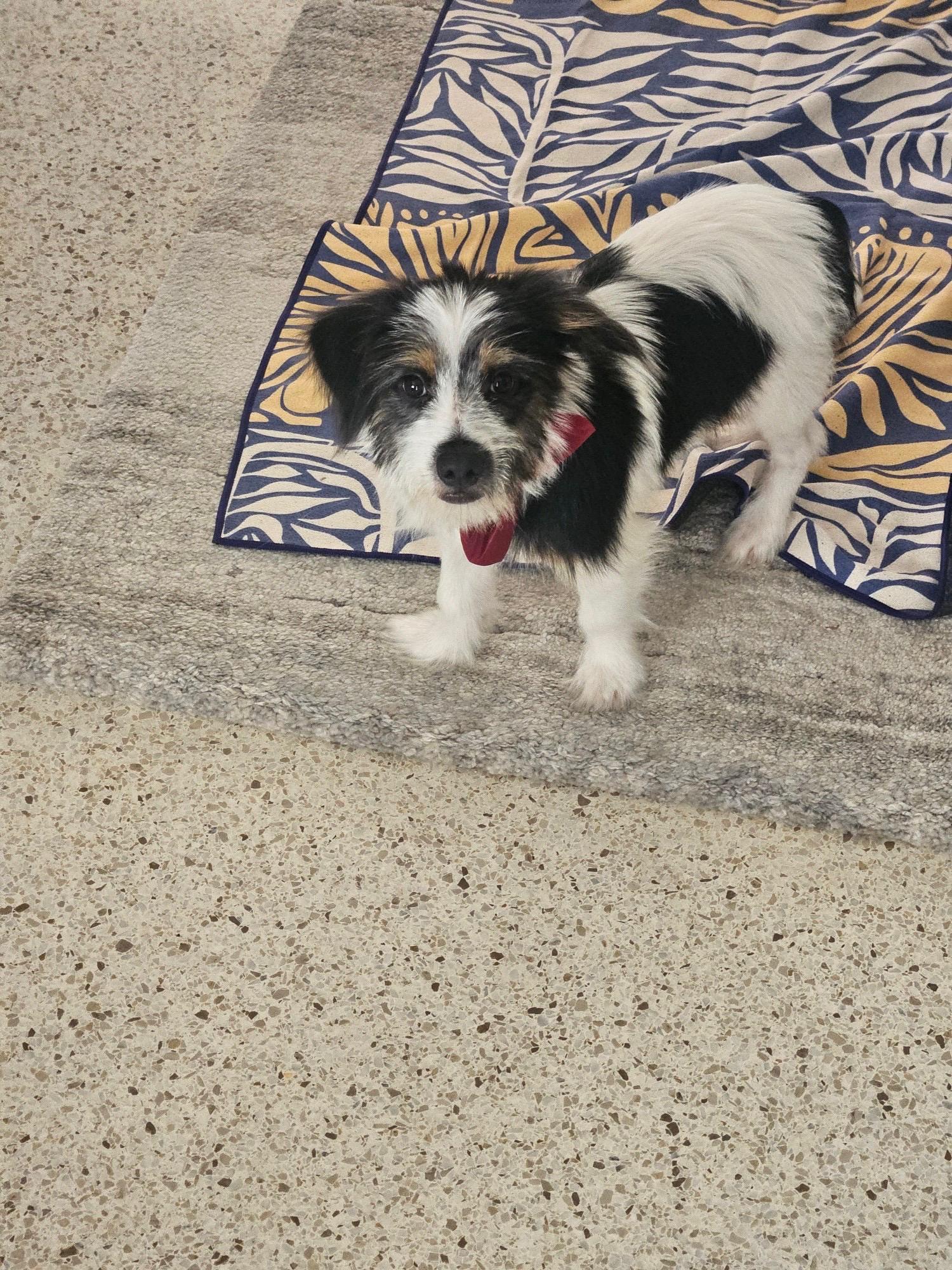 Enlarge Max, an adopted mixed breed in Bradenton, FL image 2/4