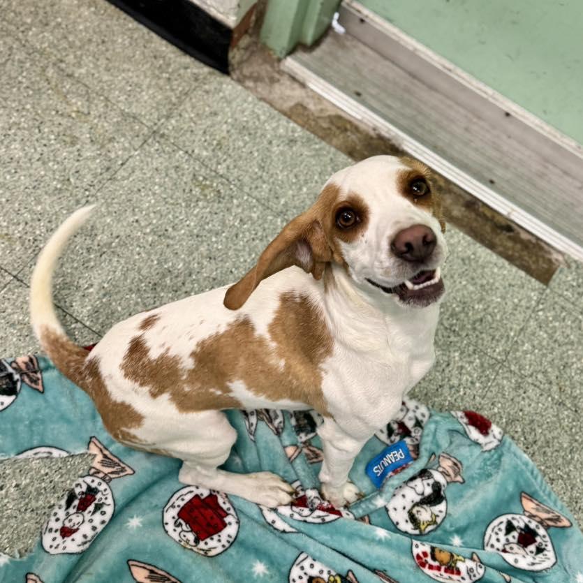 Enlarge Daisy , a ADOPTABLE mixed breed in Passaic, NJ image 3/3