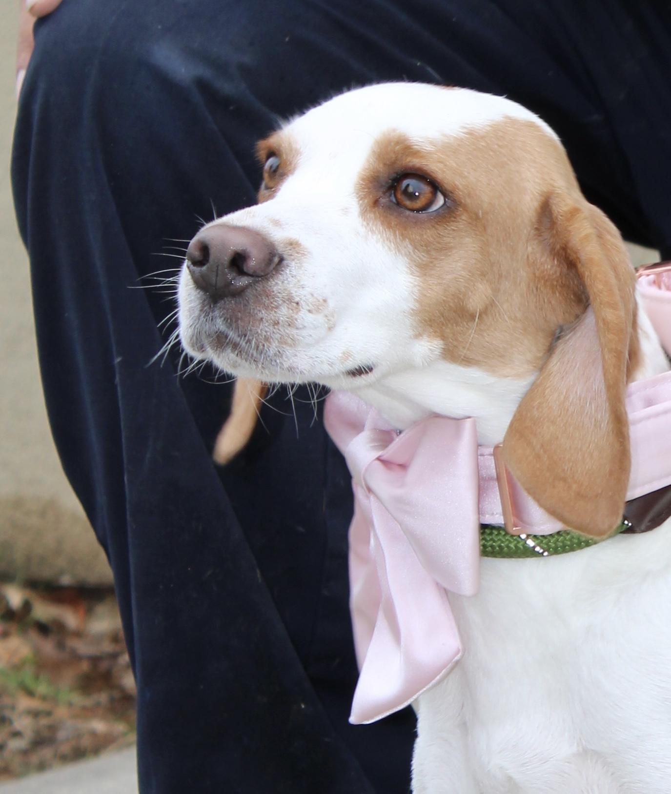 Enlarge Daisy , an adopted mixed breed in Passaic, NJ image 3/3