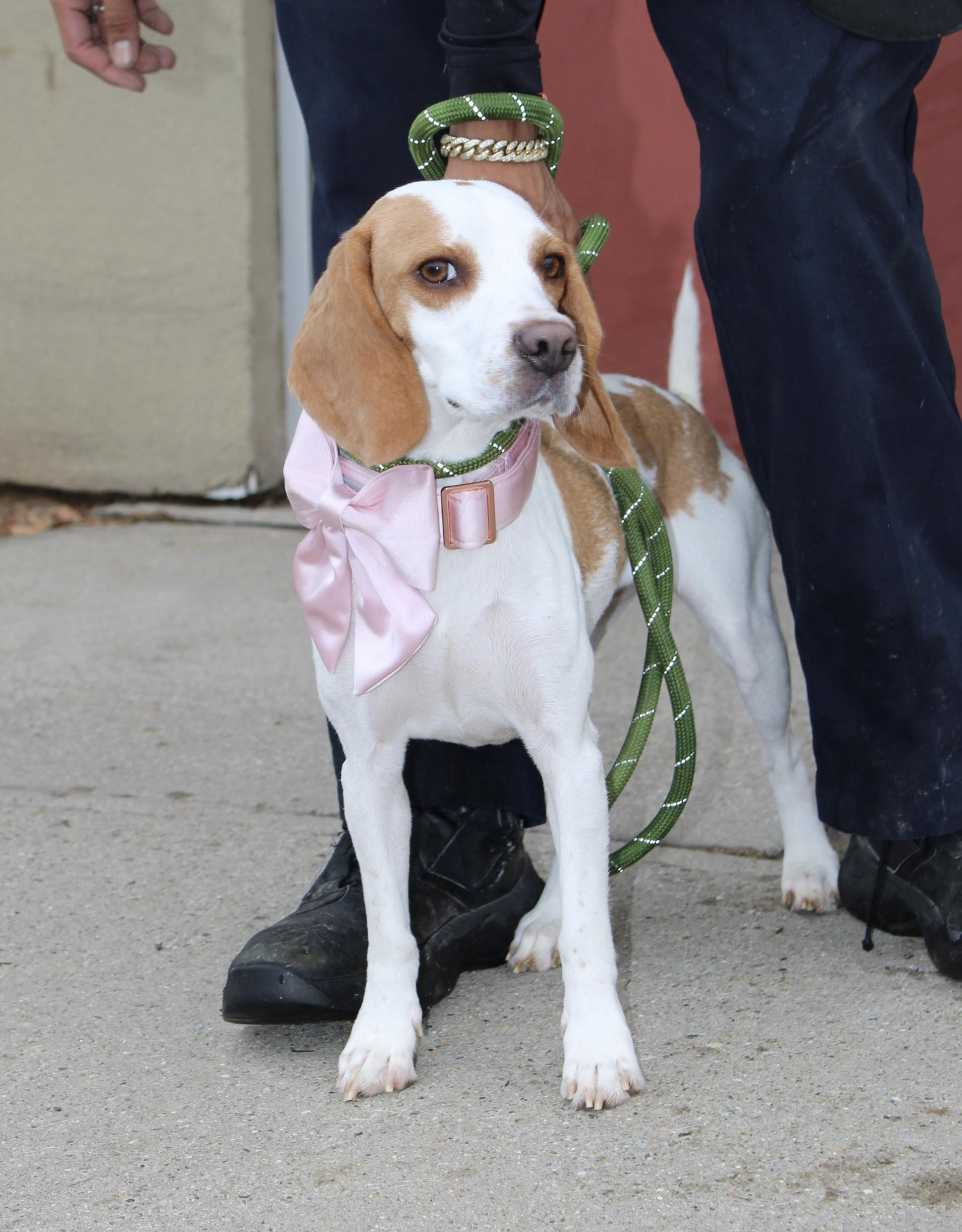 Enlarge Daisy , an adopted mixed breed in Passaic, NJ image 2/3