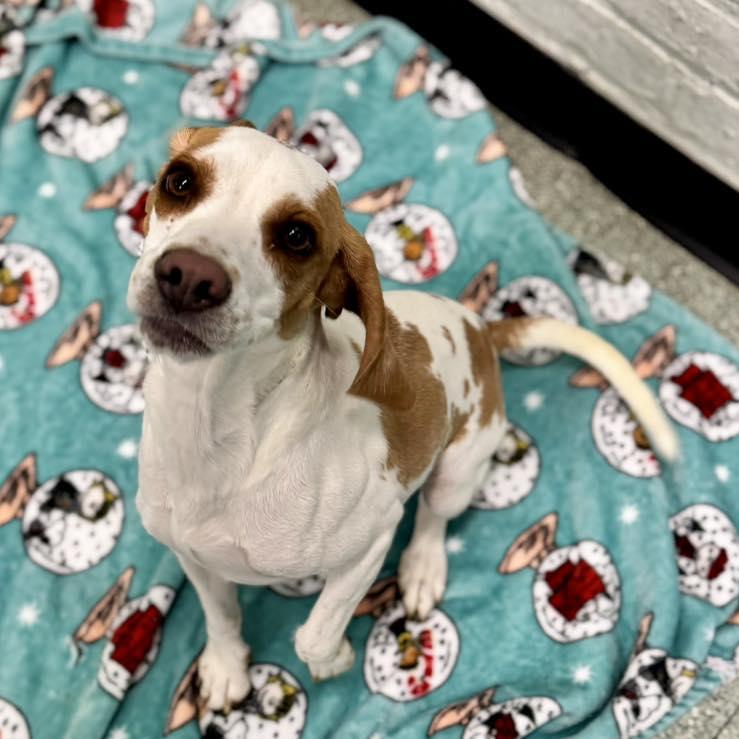 Enlarge Daisy , a ADOPTABLE mixed breed in Passaic, NJ image 2/3