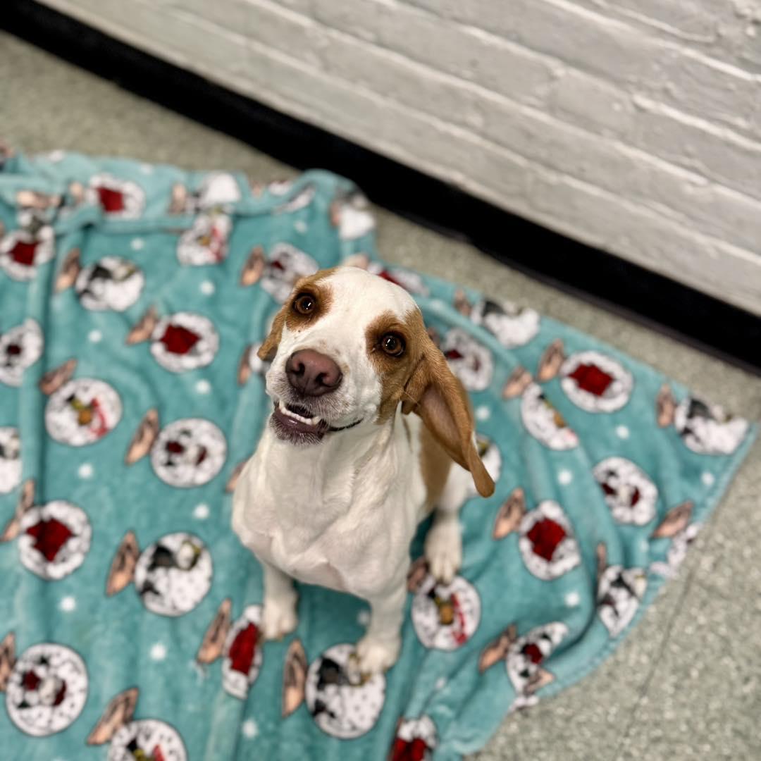 Enlarge Daisy , a ADOPTABLE mixed breed in Passaic, NJ image 1/3