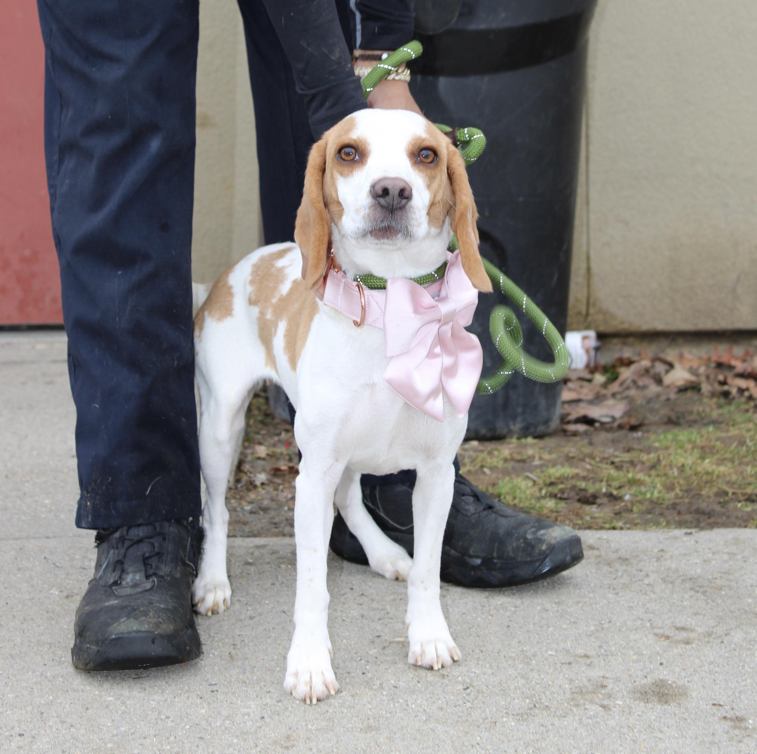 Enlarge Daisy , an adopted mixed breed in Passaic, NJ image 1/3