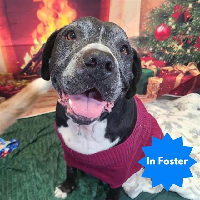 HAUS, Adoptable, Adult Male Pit Bull Terrier.