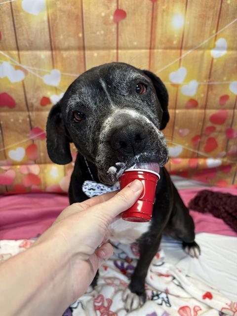 Enlarge HAUS, a Adoptable Pit Bull Terrier in Indianapolis, IN image 1/1
