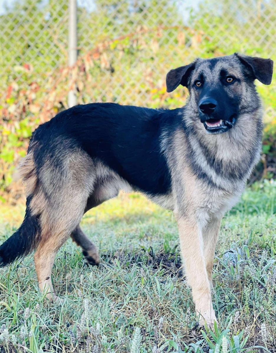 Come adopt me today I am located at Rockdale County Animal Services come visit me from 1pm-430pm
