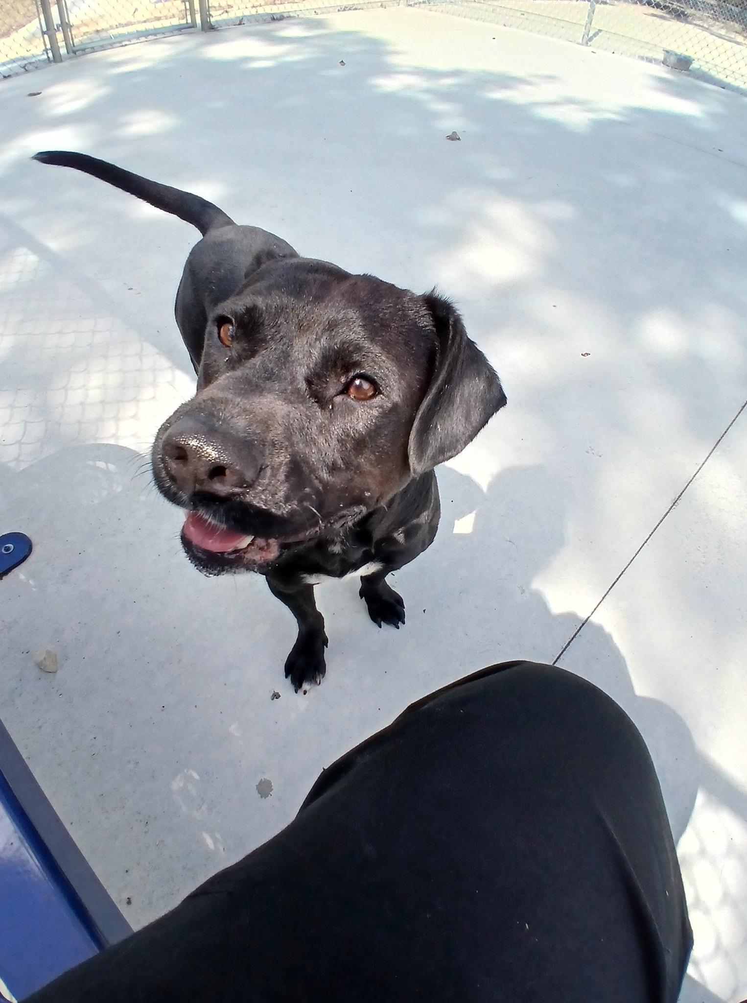 Enlarge Bumper, a Adoptable mixed breed in Lonsdale, AR image 1/5