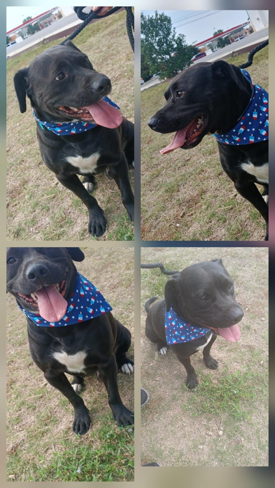 Enlarge Bumper, a Adoptable mixed breed in Lonsdale, AR image 2/5