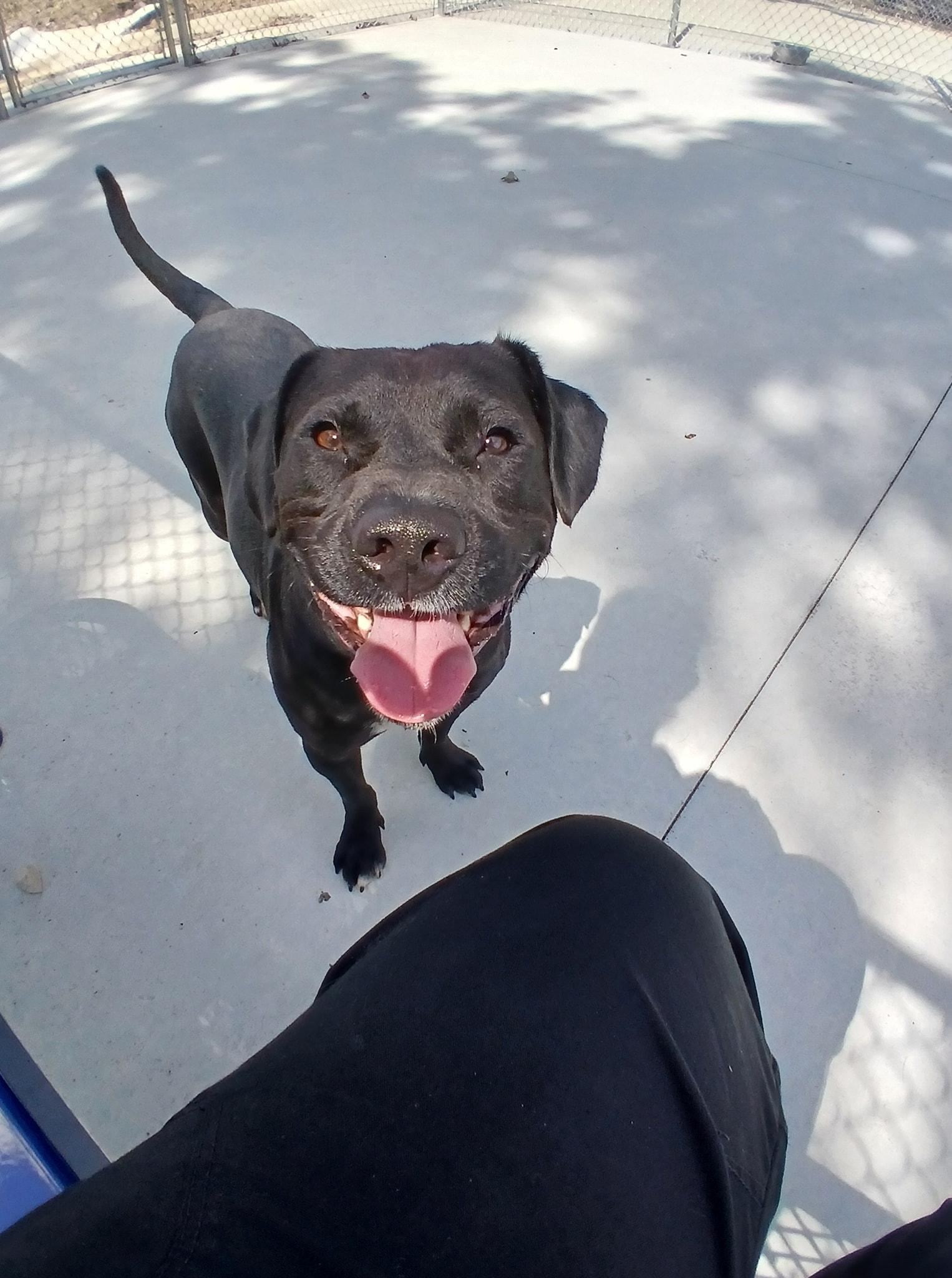 Enlarge Bumper, a Adoptable mixed breed in Lonsdale, AR image 3/5