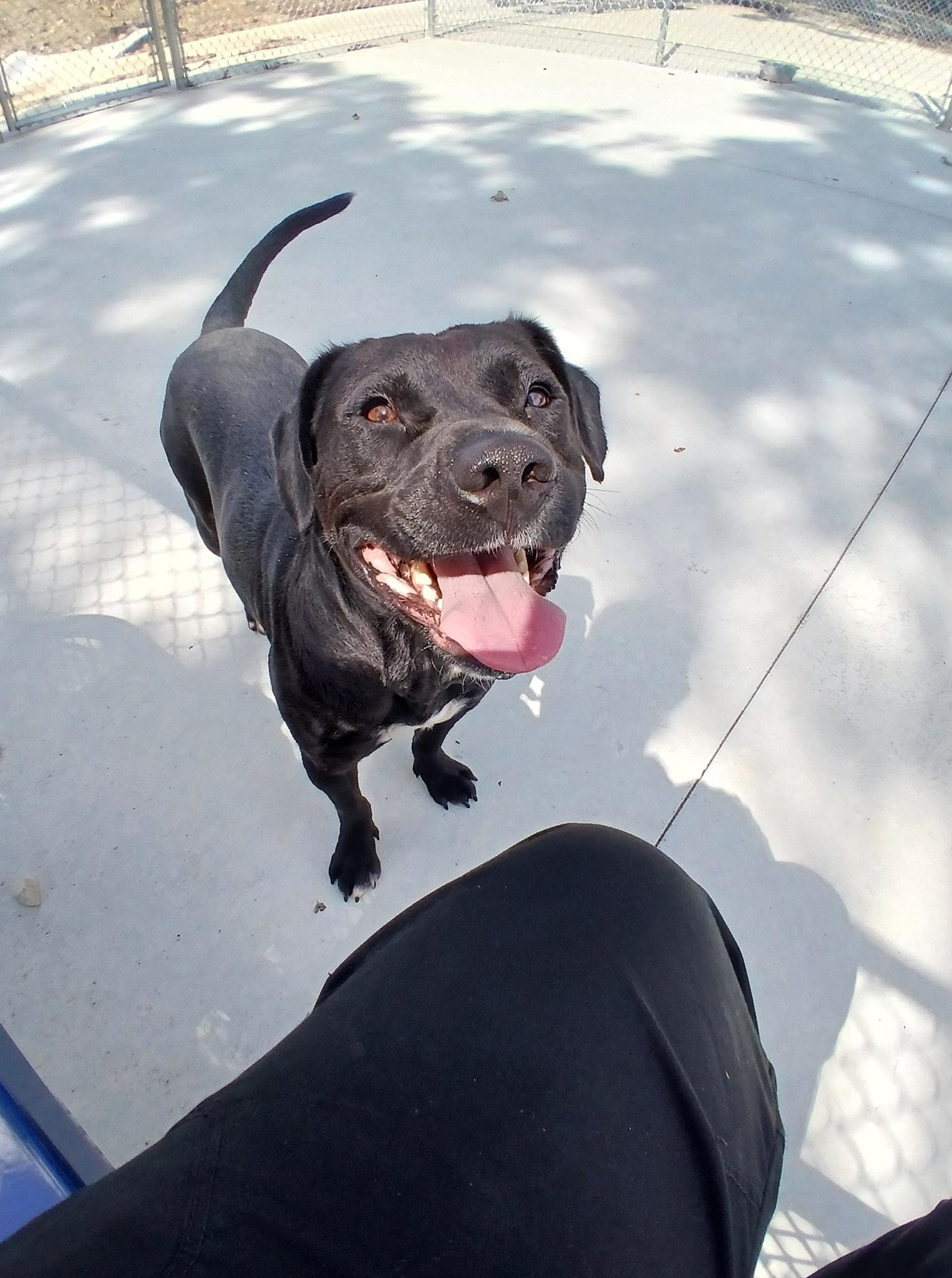 Enlarge Bumper, a Adoptable mixed breed in Lonsdale, AR image 4/5