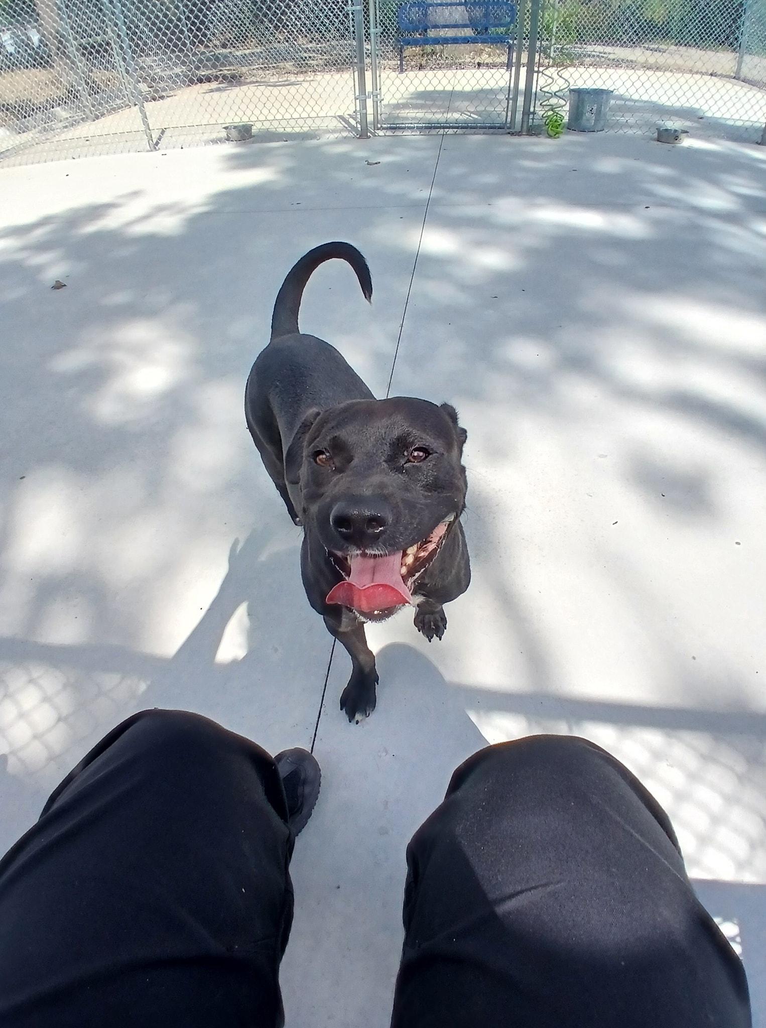 Enlarge Bumper, a Adoptable mixed breed in Lonsdale, AR image 5/5