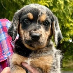 Carmela, Adopted, Young Female Golden Retriever & Australian Cattle Dog / Blue Heeler.