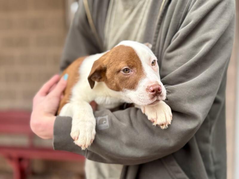 Cake, Adoptable, Young Female Shar-Pei & Cattle Dog.