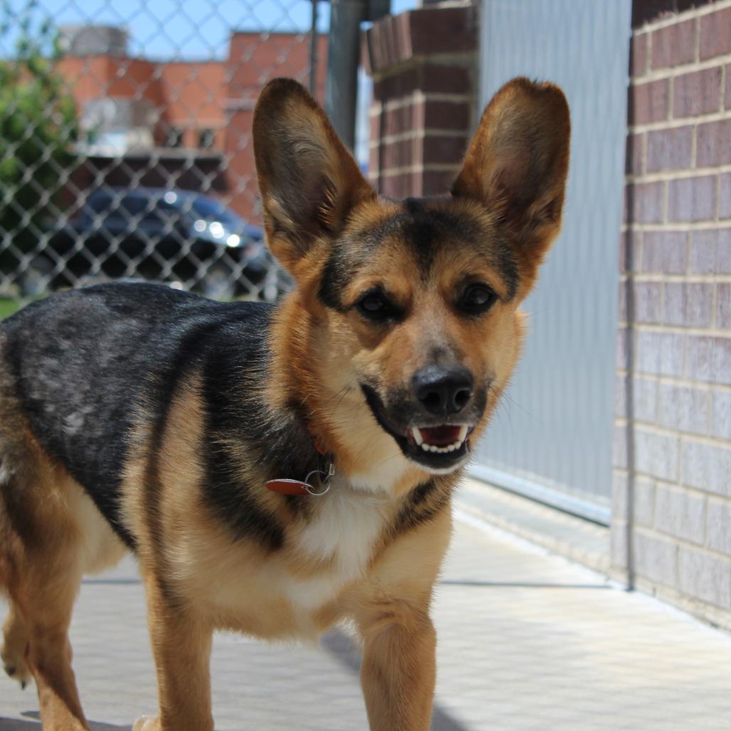 Diva, Adoptable, Adult Female Cardigan Welsh Corgi & German Shepherd Dog.