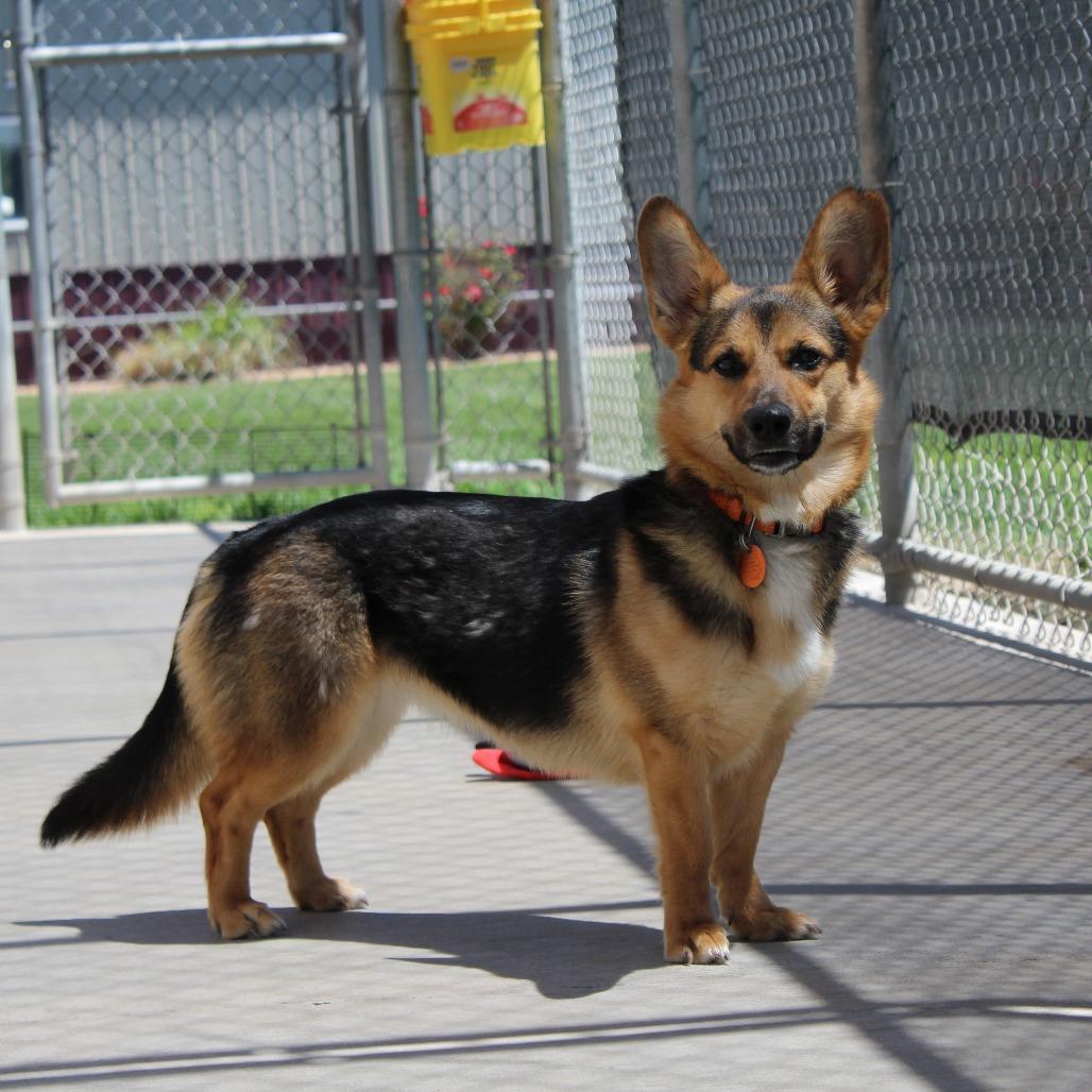 Enlarge Diva, a Adoptable mixed breed in McPherson, KS image 2/6