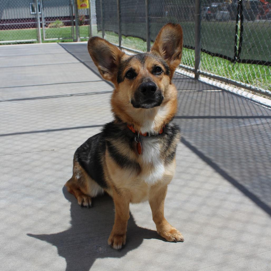 Enlarge Diva, a Adoptable mixed breed in McPherson, KS image 3/6