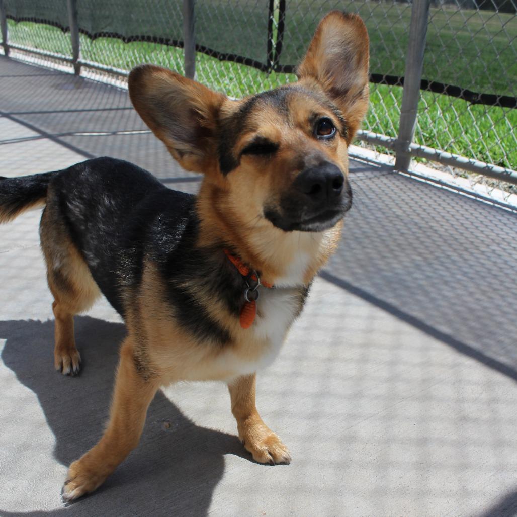 Enlarge Diva, a Adoptable mixed breed in McPherson, KS image 4/6