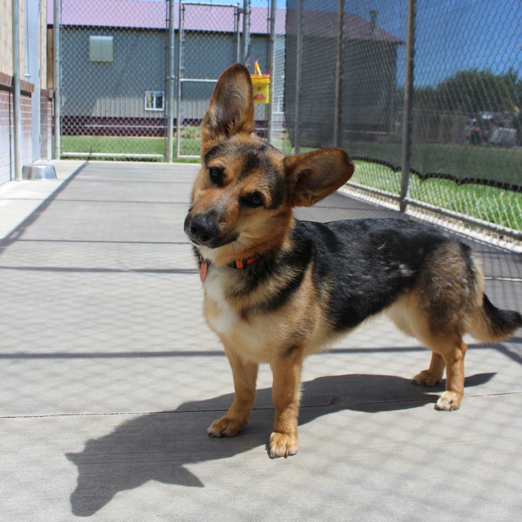 Enlarge Diva, a Adoptable mixed breed in McPherson, KS image 5/6