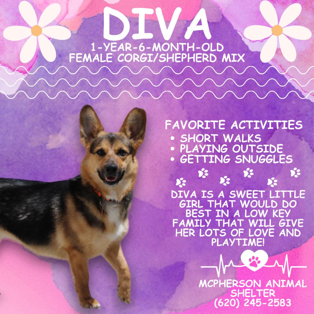 Enlarge Diva, a Adoptable mixed breed in McPherson, KS image 6/6