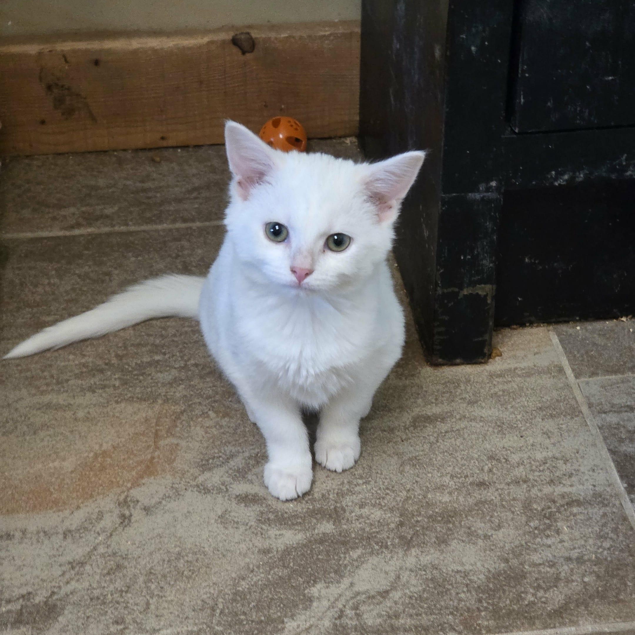 Priscilla, Adoptable, Young Female Domestic Short Hair.