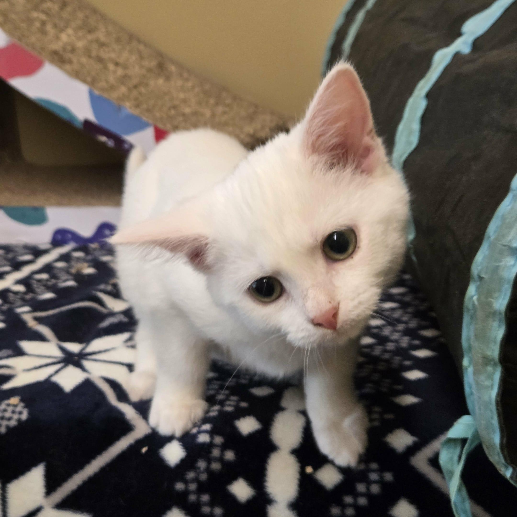 Priscilla, a Adoptable Domestic Short Hair in Nicholasville, KY image 2/4