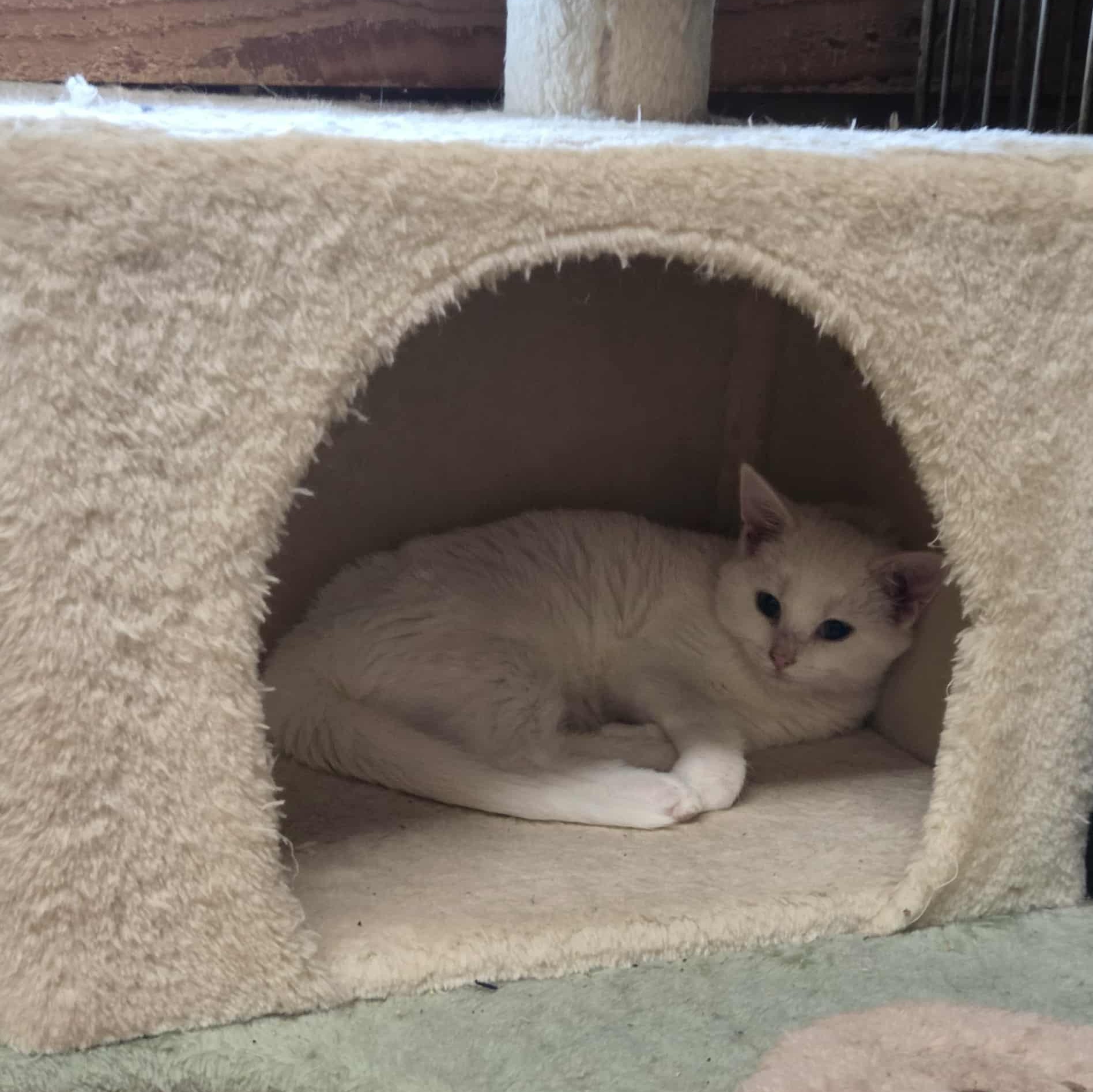 Priscilla, a Adoptable Domestic Short Hair in Nicholasville, KY image 3/4