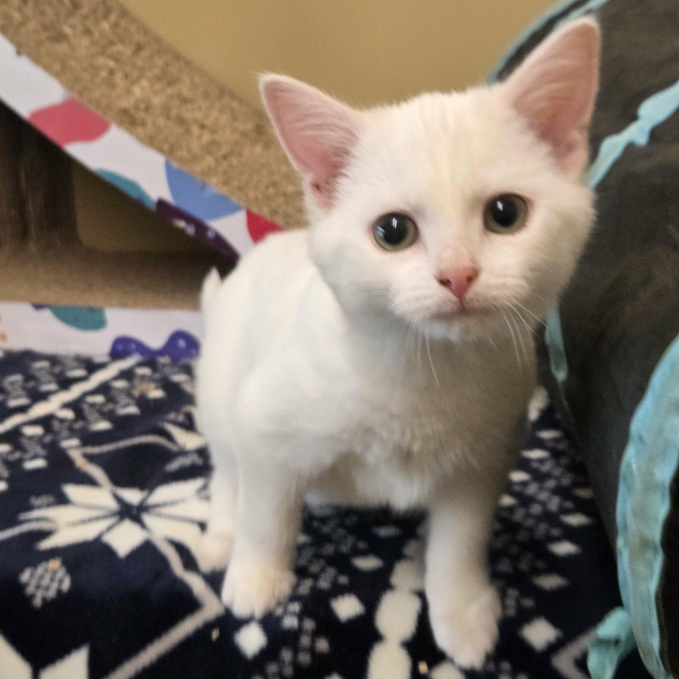 Priscilla, a Adoptable Domestic Short Hair in Nicholasville, KY image 4/4