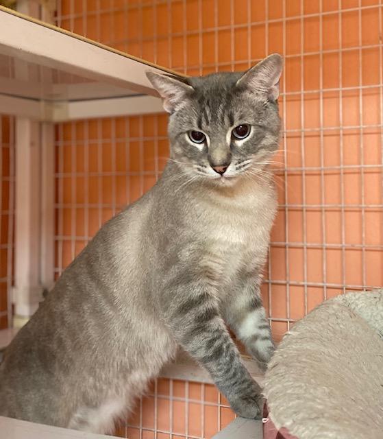 Enlarge Bootles, a ADOPTABLE Siamese in Memphis, TN image 2/4