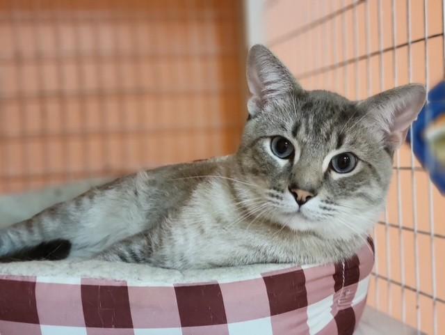 Bootles, ADOPTABLE, Adult Male Siamese.