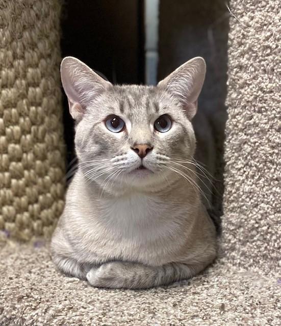 Enlarge Bootles, a ADOPTABLE Siamese in Memphis, TN image 3/4