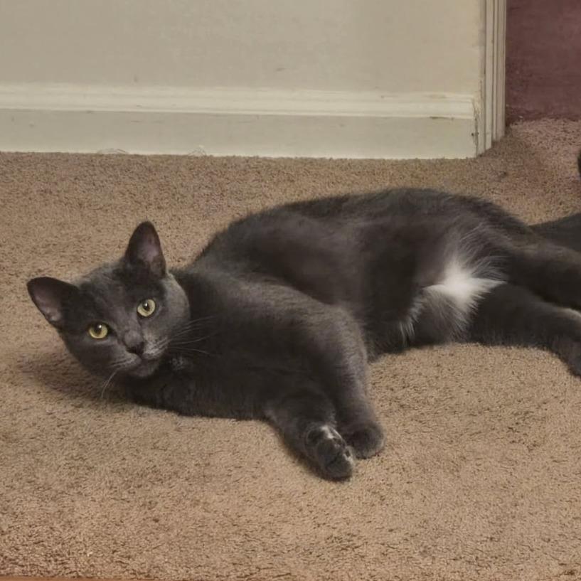 Phoebe, ADOPTABLE, Adult Female Domestic Short Hair.