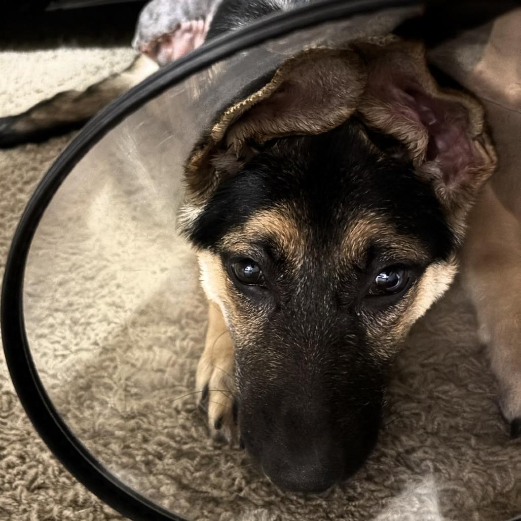 Peggy Sue 9/03/2026, Adoptable, Puppy Female German Shepherd Dog.