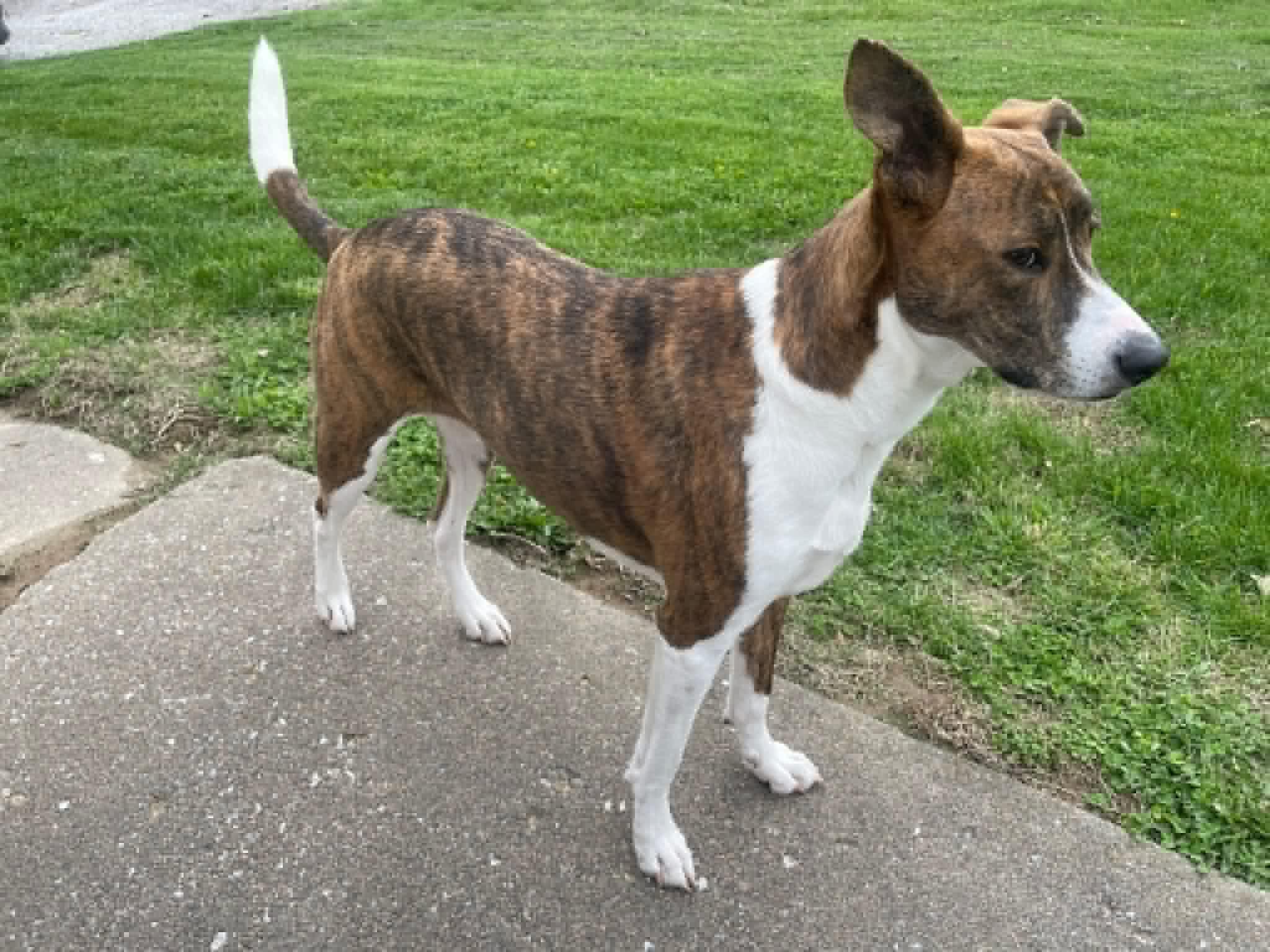 Tiger, a ADOPTABLE mixed breed in Columbia, MO image 3/3