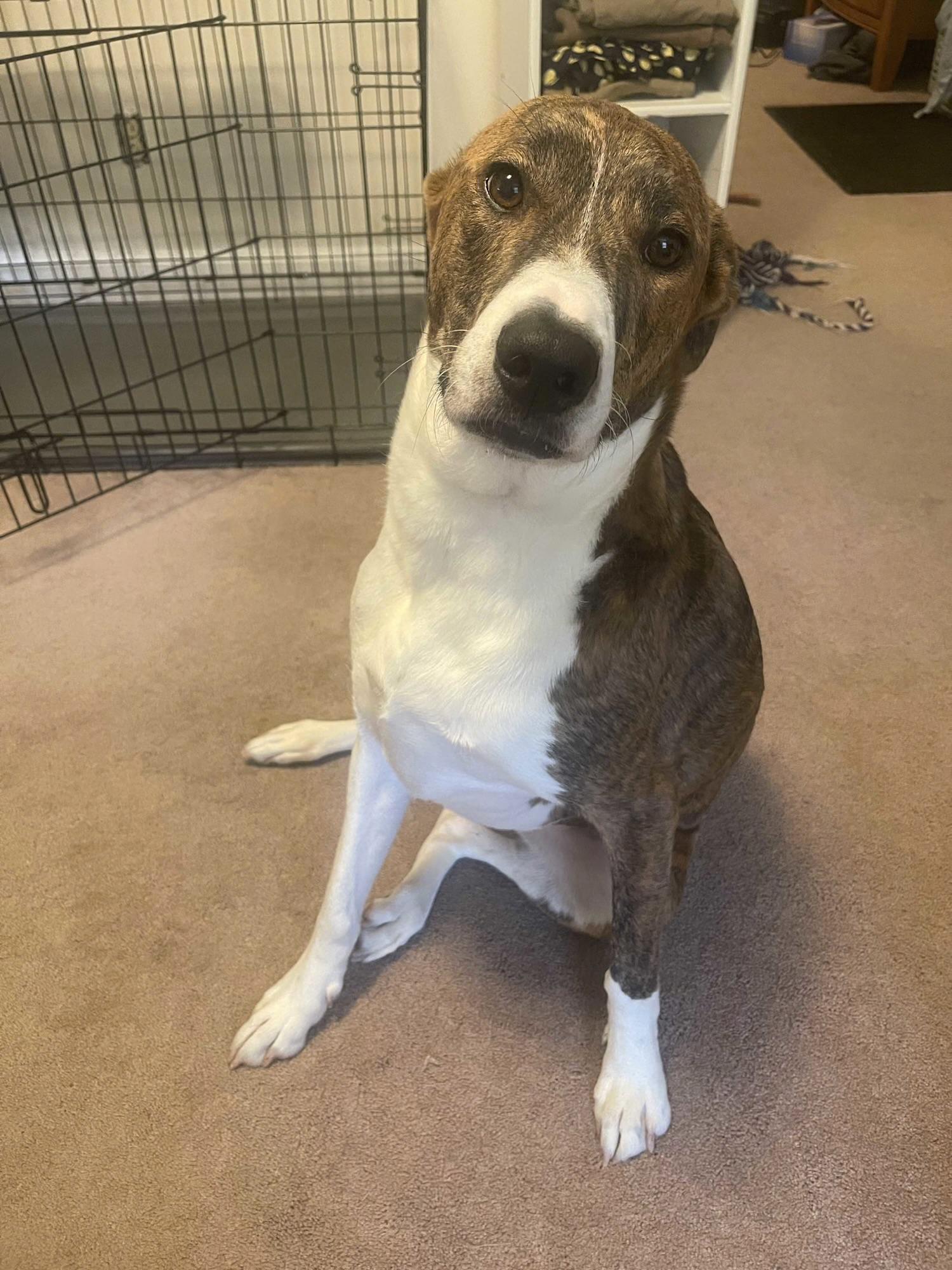 Tiger, ADOPTABLE, Adult Female Pit Bull Terrier.