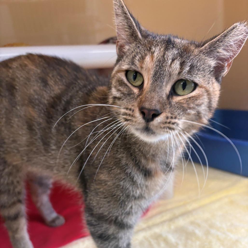 Maya, Adoptable, Adult Female Domestic Short Hair.