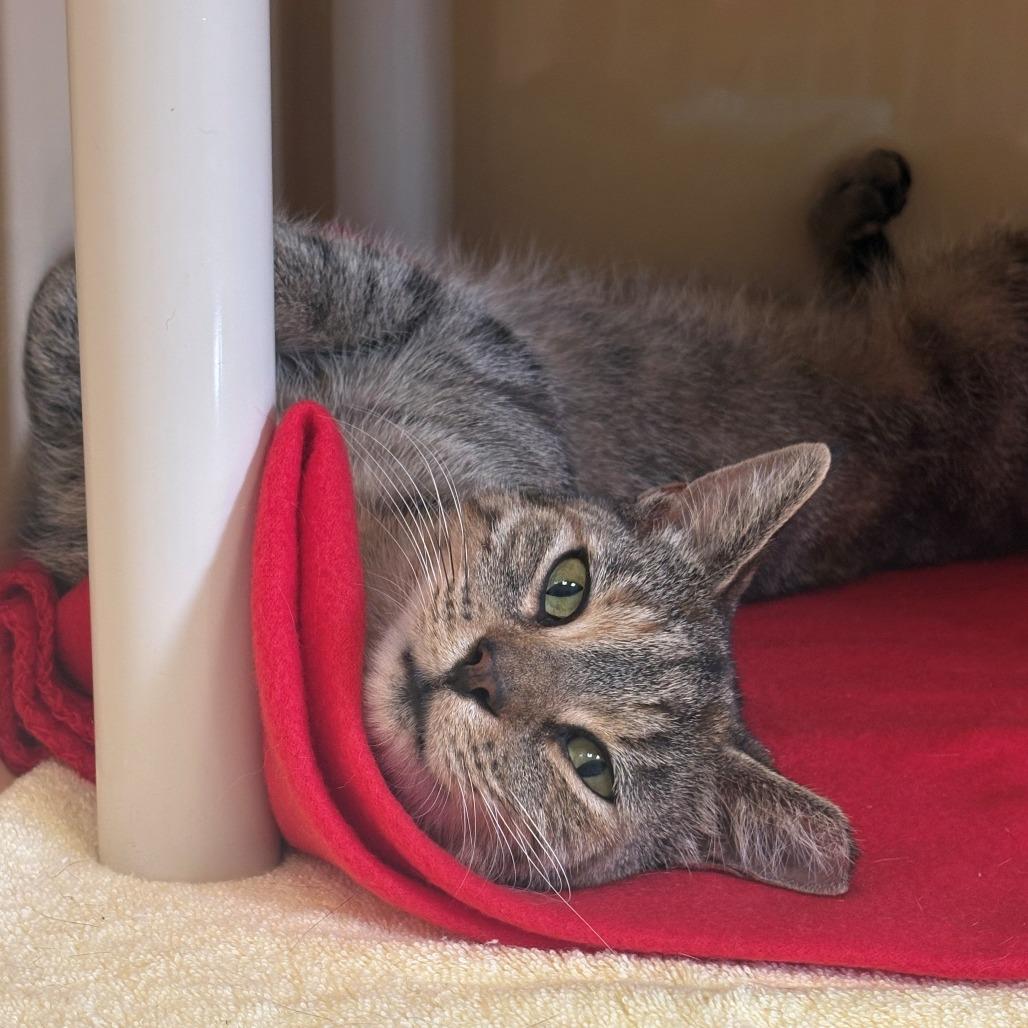 Enlarge Maya, a Adoptable Domestic Short Hair in East Hanover, NJ image 2/4