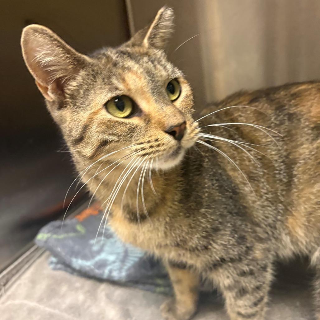 Enlarge Maya, a Adoptable Domestic Short Hair in East Hanover, NJ image 3/4