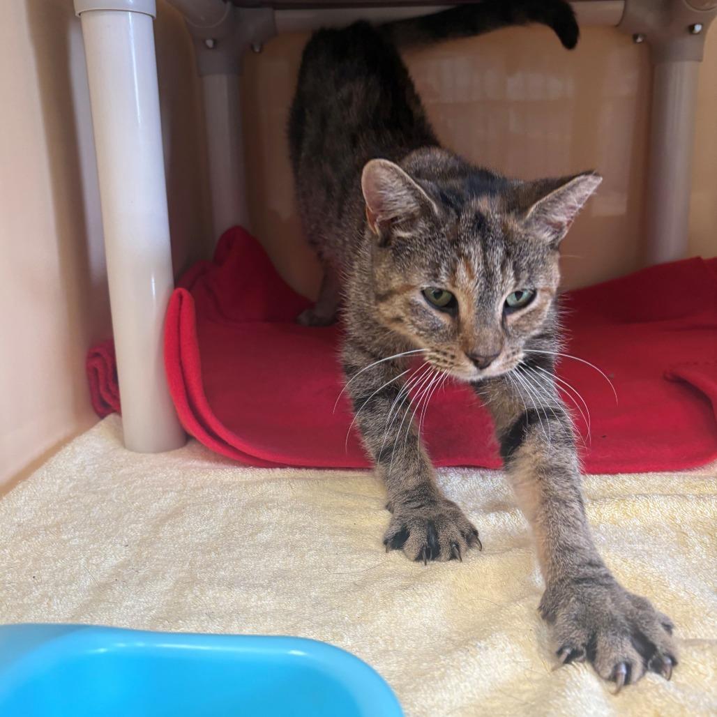 Enlarge Maya, a Adoptable Domestic Short Hair in East Hanover, NJ image 4/4