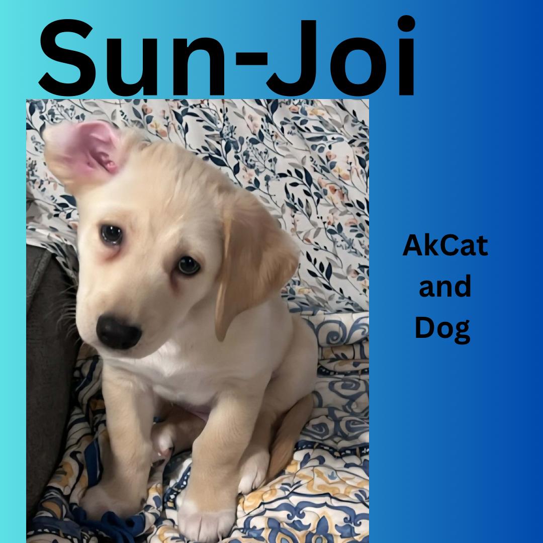 Sun-joi (Mikjoi pup 5), Adopted, Young Male Husky.