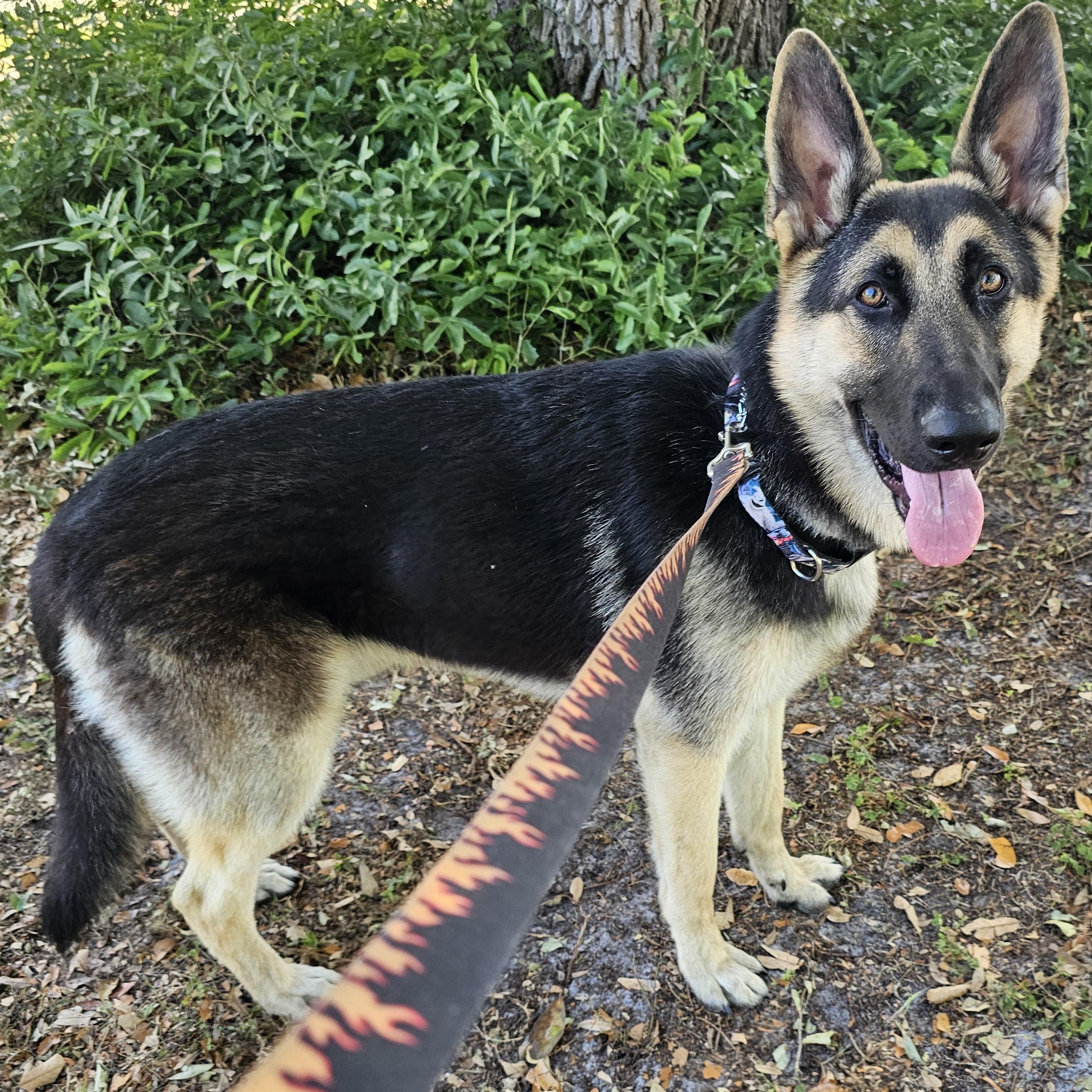Capone, Adopted, Young Male German Shepherd Dog.