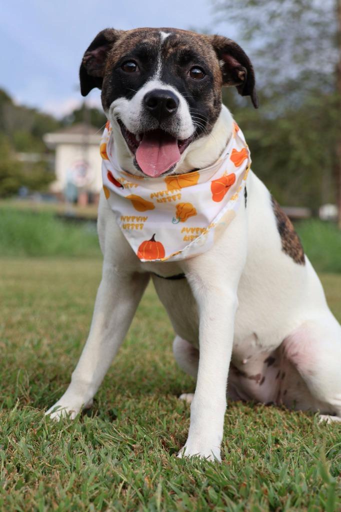 Spring, Adoptable, Puppy Female Mixed Breed.