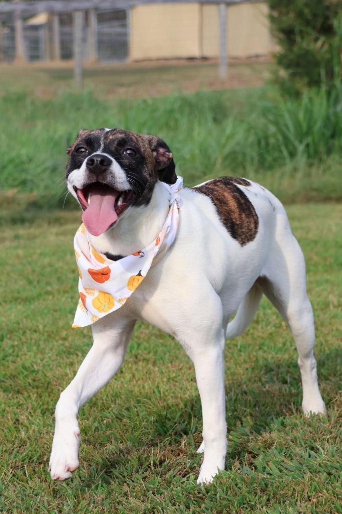 Enlarge Spring, a Adoptable mixed breed in Columbia, TN image 2/5