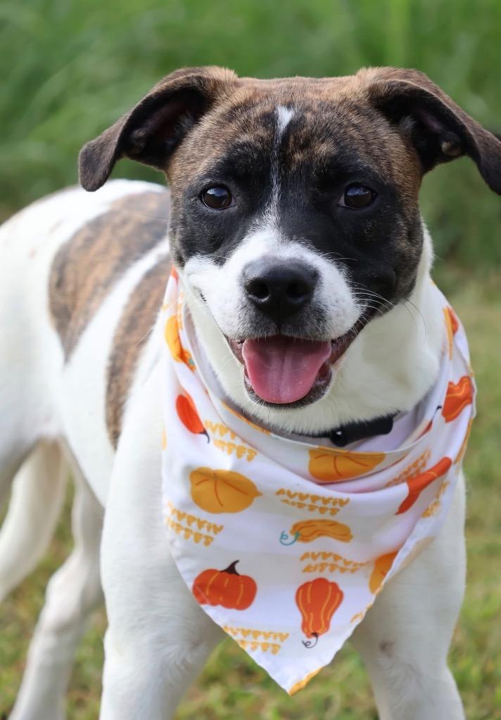 Enlarge Spring, a Adoptable mixed breed in Columbia, TN image 3/5