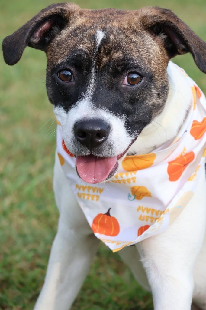Enlarge Spring, a Adoptable mixed breed in Columbia, TN image 4/5