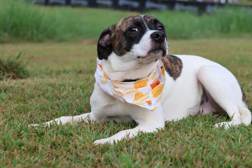 Enlarge Spring, a Adoptable mixed breed in Columbia, TN image 5/5